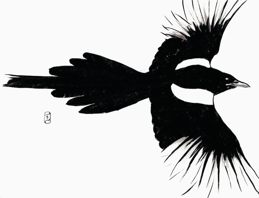 A magpie flies rightward with wings outstretched. On its beak is a knowing smile.