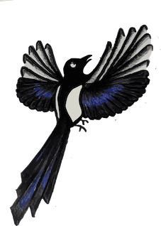 A magpie flies up and to the right. The pupil of its right eye is trained on something interesting above.